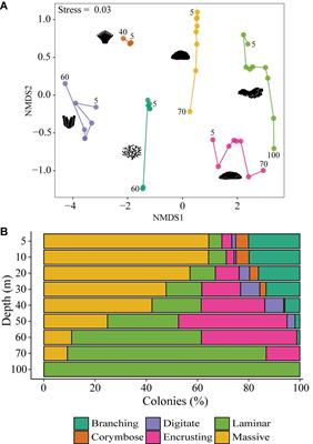 Coral Morphology Portrays the Spatial Distribution and Population Size-Structure Along a 5–100 m Depth Gradient